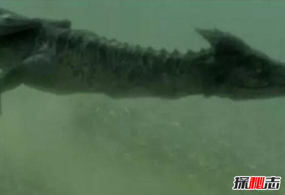 青海湖湖底有龙 青海湖巨型真龙图片