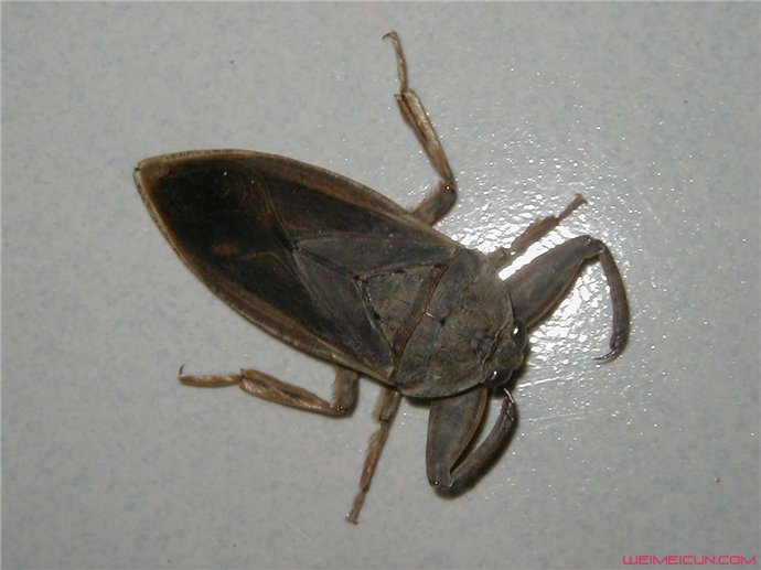 ����ж��� �����ҧ��֮�����ô����