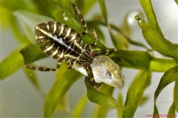 ����ж��� �����ҧ��֮�����ô����