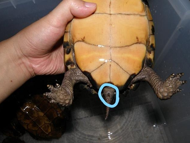 �ڹ깫ĸ�ֱ�ͼƬ ����ʺ���Ǹ�������֪