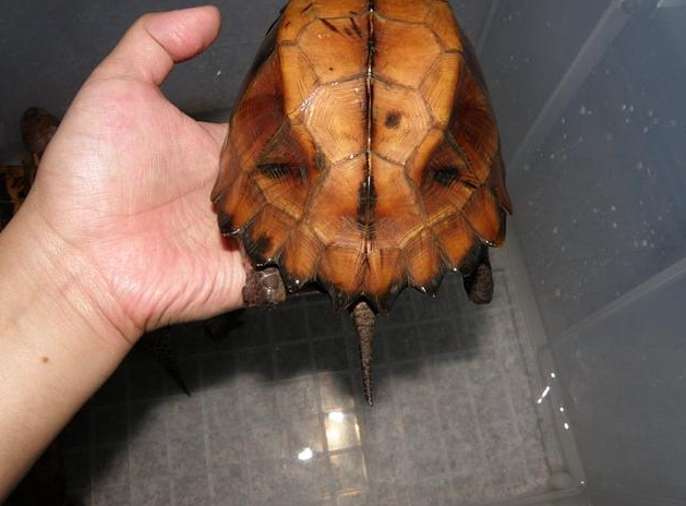 �ڹ깫ĸ�ֱ�ͼƬ ����ʺ���Ǹ�������֪