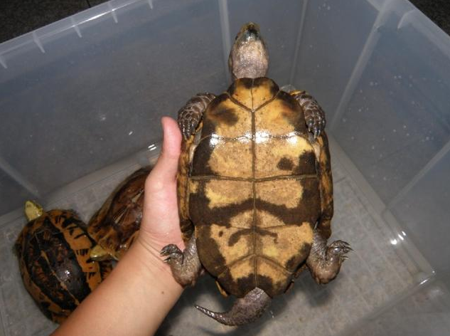 �ڹ깫ĸ�ֱ�ͼƬ ����ʺ���Ǹ�������֪