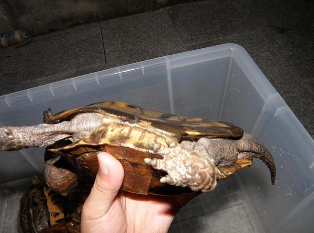 �ڹ깫ĸ�ֱ�ͼƬ ����ʺ���Ǹ�������֪