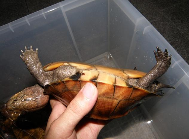 �ڹ깫ĸ�ֱ�ͼƬ ����ʺ���Ǹ�������֪