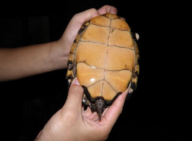 �ڹ깫ĸ�ֱ�ͼƬ ����ʺ���Ǹ�������֪