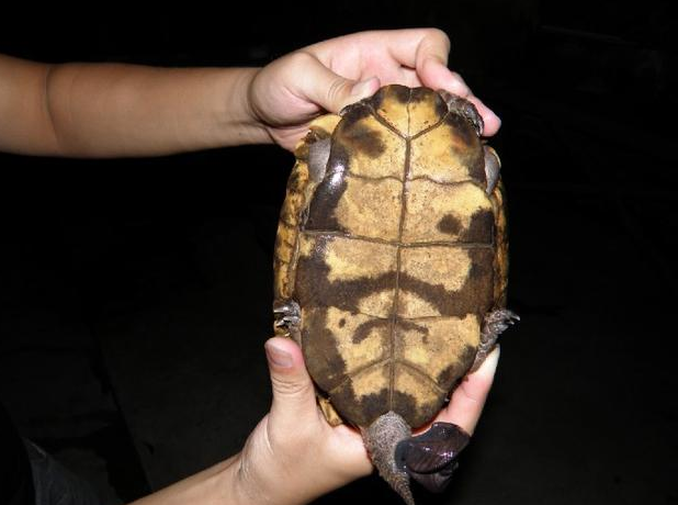 �ڹ깫ĸ�ֱ�ͼƬ ����ʺ���Ǹ�������֪