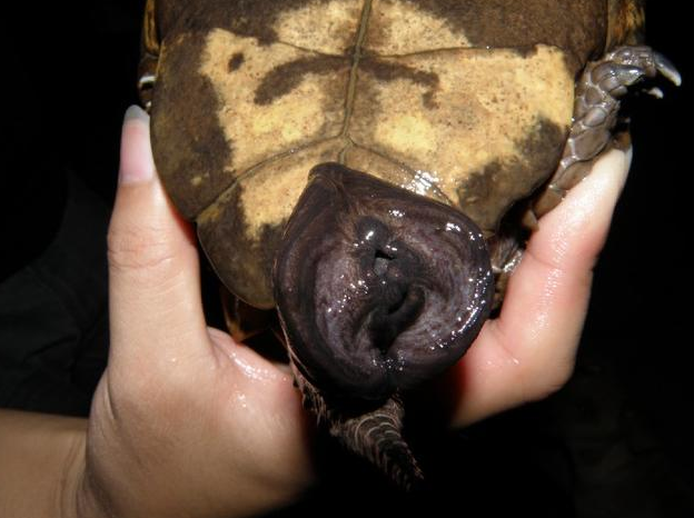 �ڹ깫ĸ�ֱ�ͼƬ ����ʺ���Ǹ�������֪