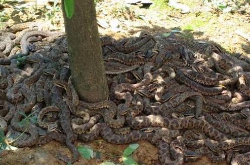 ǧ�����ߵ��������� Ϊʲô�ر����Ǹ�λ��