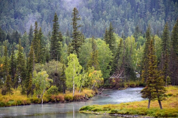 松柏之树为墓地树 为什么墓地都种松柏树