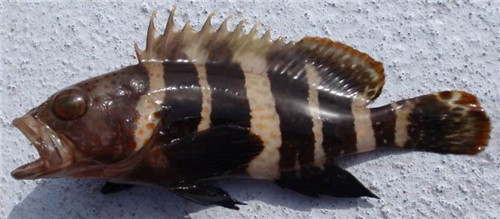 �ϻ����Ǻ��㻹�ǵ�ˮ�� �ϻ�����ô�����