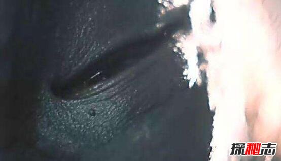 ��ͷ��Ӥ��ʵ�¼� ��ͷ��Ӥ�Թ�ĸ����������