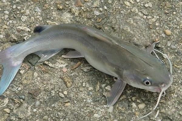 ���ϻ������������ ���ϻ���������һ������