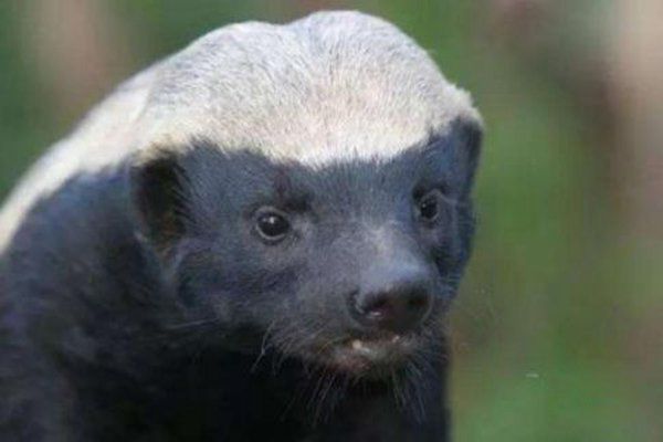 �����������ƽͷ����ʲô���� ƽͷ��ʮ��