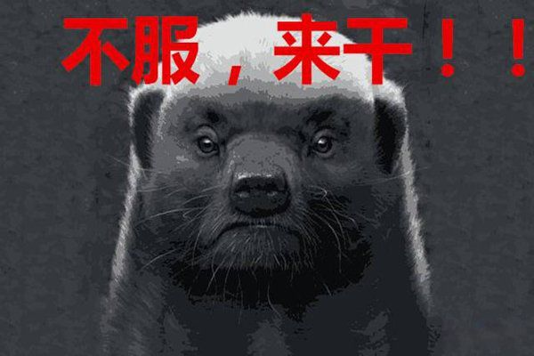 动物世界里的平头哥是什么动物 平头哥十大经典语录人生格言