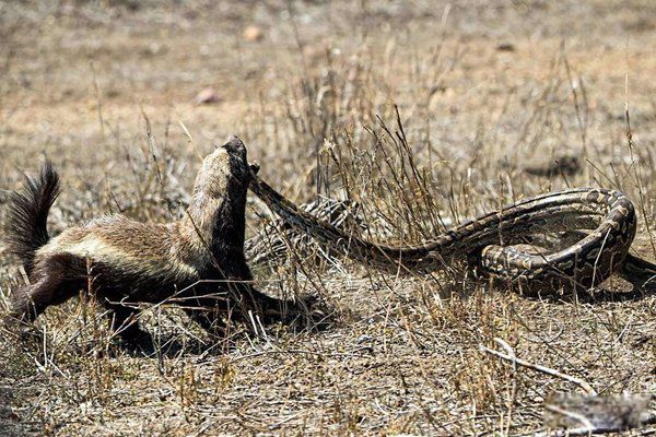 动物世界里的平头哥是什么动物 平头哥十大经典语录人生格言
