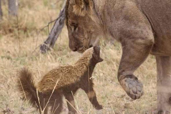 动物世界里的平头哥是什么动物 平头哥十大经典语录人生格言