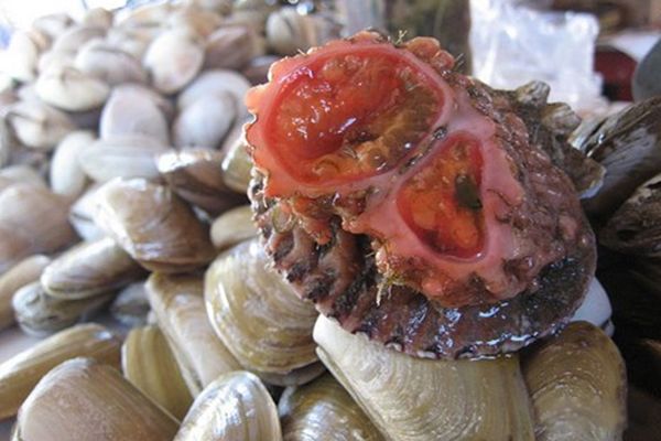 ˮ���µ�������Щ��ֲ� ʷǰ��ֲ���ʮ�󺣵�����