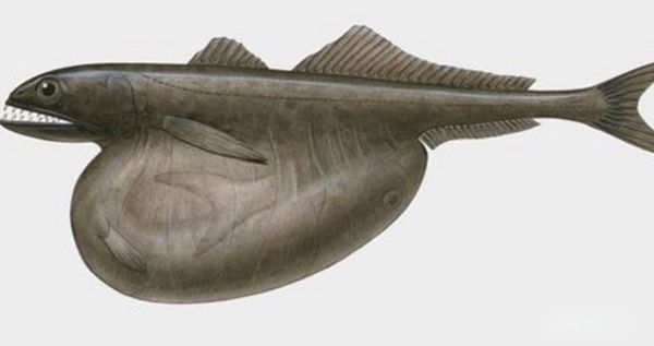 ˮ���µ�������Щ��ֲ� ʷǰ��ֲ���ʮ�󺣵�����