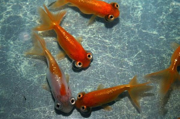 ˮ���µ�������Щ��ֲ� ʷǰ��ֲ���ʮ�󺣵�����