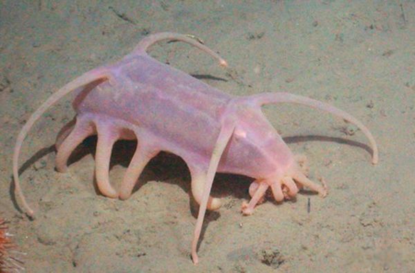 ˮ���µ�������Щ��ֲ� ʷǰ��ֲ���ʮ�󺣵�����