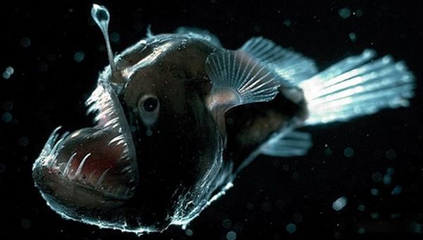 ˮ���µ�������Щ��ֲ� ʷǰ��ֲ���ʮ�󺣵�����