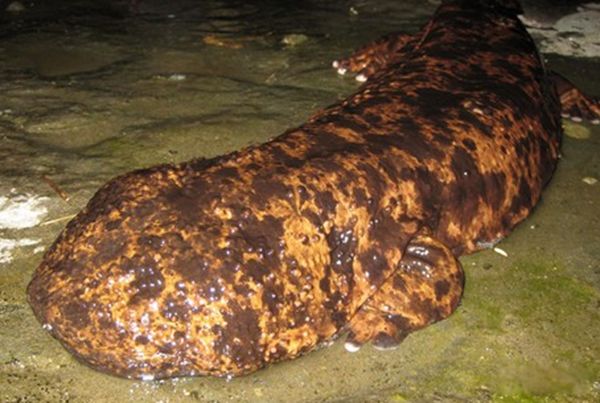 ˮ���µ�������Щ��ֲ� ʷǰ��ֲ���ʮ�󺣵�����