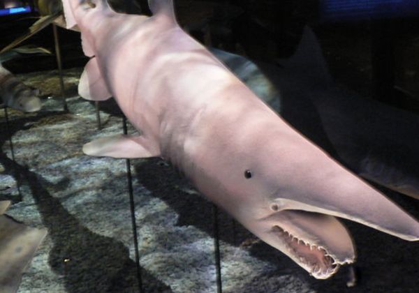 ˮ���µ�������Щ��ֲ� ʷǰ��ֲ���ʮ�󺣵�����