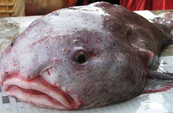 ˮ���µ�������Щ��ֲ� ʷǰ��ֲ���ʮ�󺣵�����