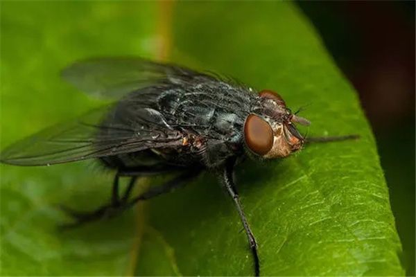 �ĺ���ָ��4�� ����ͷ�۵ļ��������Ӭ��ֳ��ǿ