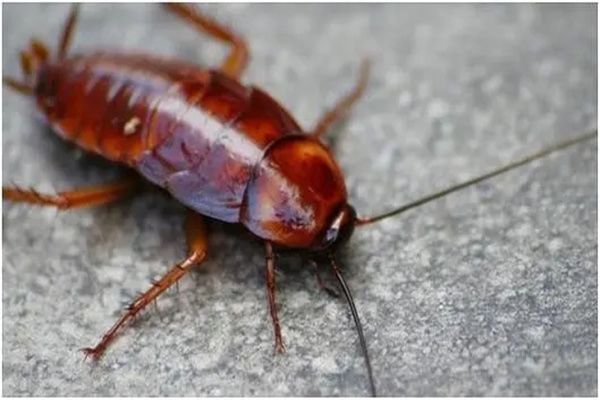 �ĺ���ָ��4�� ����ͷ�۵ļ��������Ӭ��ֳ��ǿ