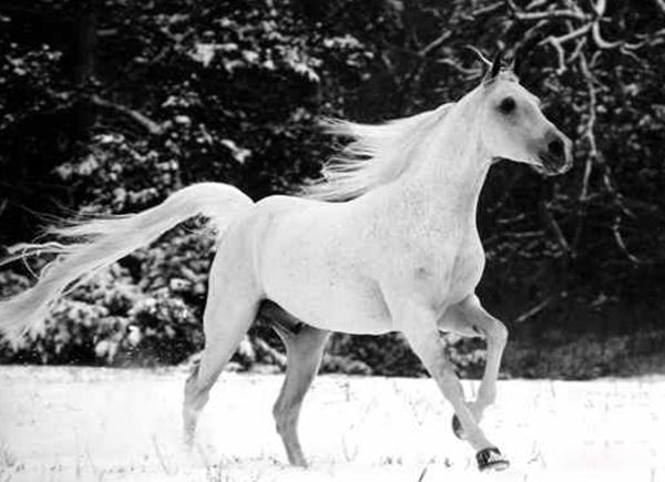 ʮ��Ԥ�ԼҾ���Ԥ�� ��ЩԤ�Ե�����֮��������