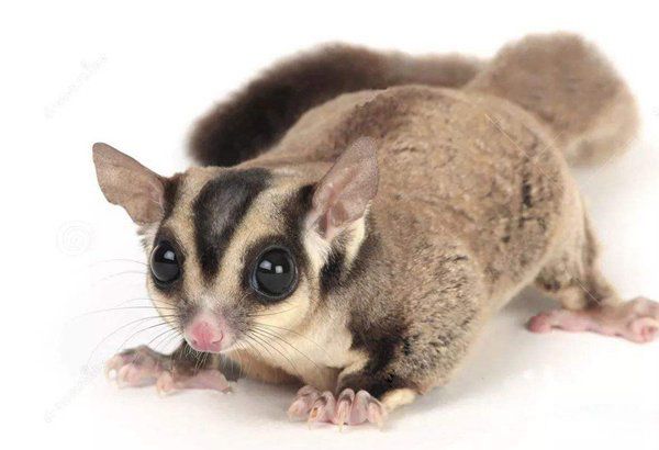 �۴���Ϊʲô�����������д�Ⱦ���� һ��ֻ�᳤һ������û�д�Ⱦ��