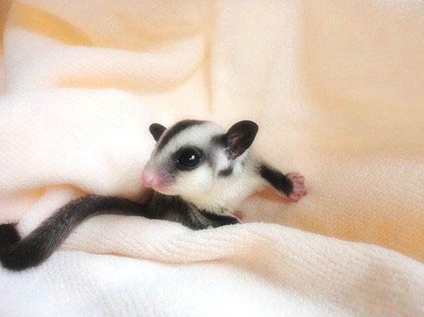 �۴���Ϊʲô�����������д�Ⱦ���� һ��ֻ�᳤һ������û�д�Ⱦ��