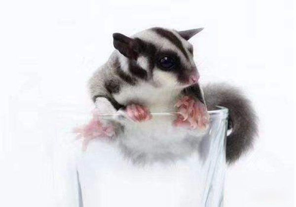 �۴���Ϊʲô�����������д�Ⱦ���� һ��ֻ�᳤һ������û�д�Ⱦ��