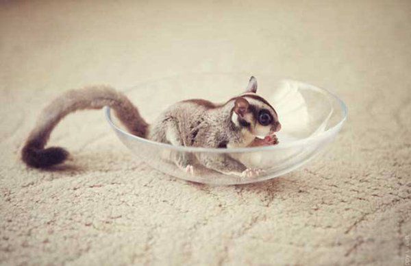 �۴���Ϊʲô�����������д�Ⱦ���� һ��ֻ�᳤һ������û�д�Ⱦ��