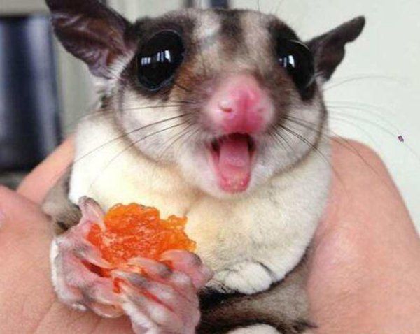 �۴���Ϊʲô�����������д�Ⱦ���� һ��ֻ�᳤һ������û�д�Ⱦ��