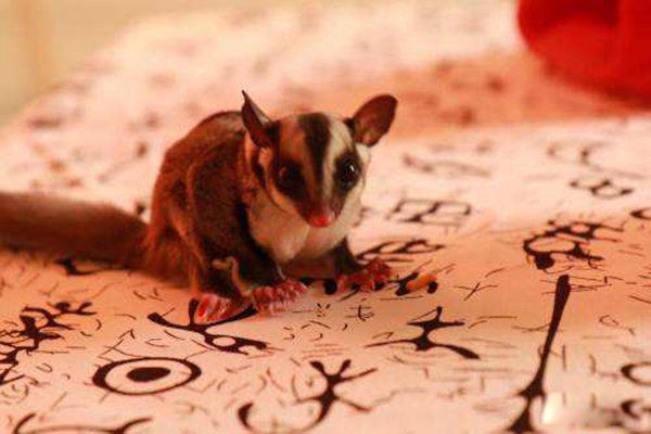 �۴���Ϊʲô�����������д�Ⱦ���� һ��ֻ�᳤һ������û�д�Ⱦ��