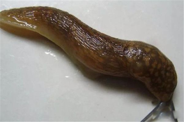 �������ʲô���� �����Ľ������ں���