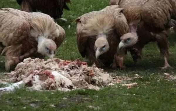 什么是藏族天葬 真实的天葬的传说