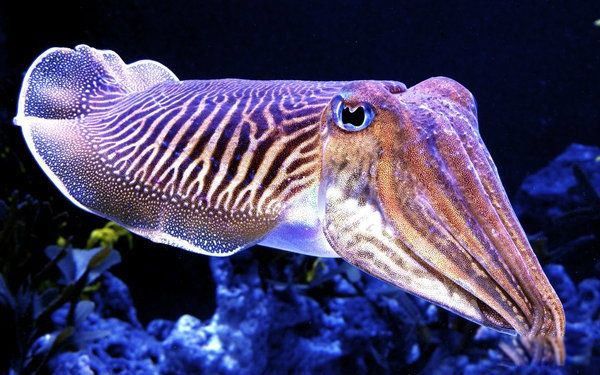 ��������ʲô�ද�� ��������ά����Ϊʲô���ܿ�������