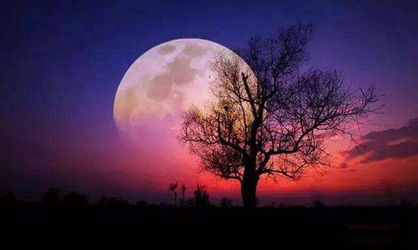 ������Ѫ��ȫʳ����ô���� ���߽�ϵ��������