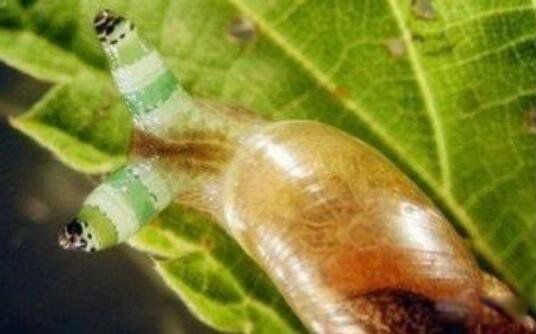 ��ʬ��ţ�����汻ȡ���ֲ�ͼƬ ��ʬ��ţ�����ж����