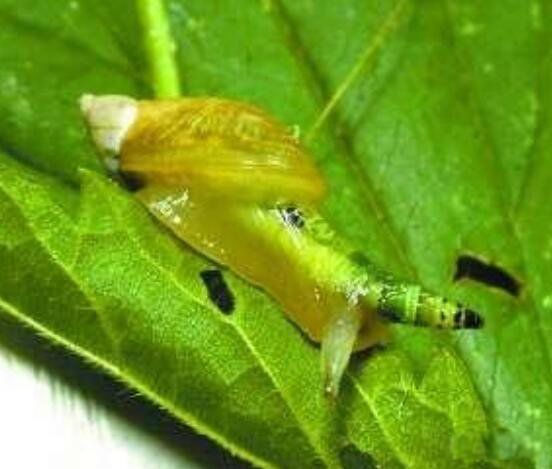 ��ʬ��ţ�����汻ȡ���ֲ�ͼƬ ��ʬ��ţ�����ж����