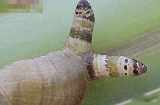 ��ʬ��ţ�����汻ȡ���ֲ�ͼƬ ��ʬ��ţ�����ж����