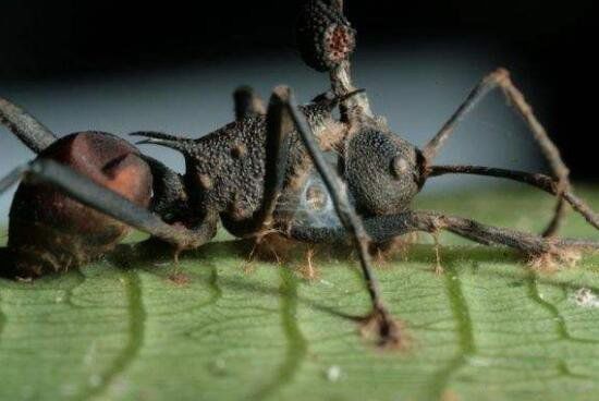 ��ʬ��ţ�����汻ȡ���ֲ�ͼƬ ��ʬ��ţ�����ж����