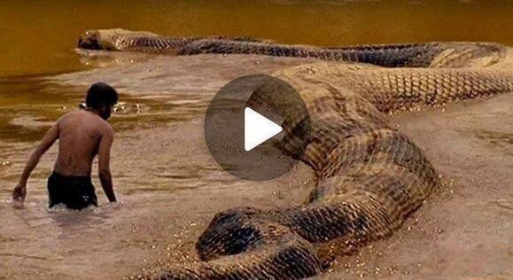 ��ɭ����ʲô�����ж೤ ���Ǻ�����ֺ�̩̹��˭����