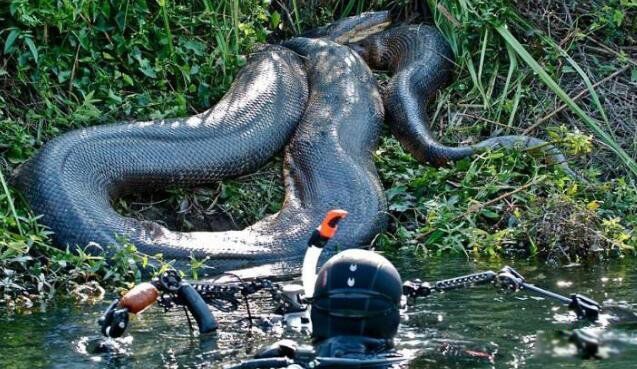 ��ɭ����ʲô�����ж೤ ���Ǻ�����ֺ�̩̹��˭����