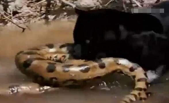 ��ɭ����ʲô�����ж೤ ���Ǻ�����ֺ�̩̹��˭����