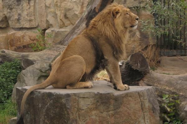 ������ʨ��ʲô���� ����ʨ�ͷ���ʨ�Ĳ���������