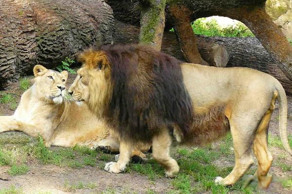 ������ʨ��ʲô���� ����ʨ�ͷ���ʨ�Ĳ���������